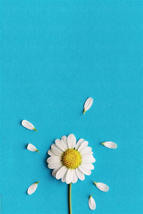 Daisy on a blue background by Ruth Black for Stocksy United Sunflower Iphone Wallpaper, Daisy ...