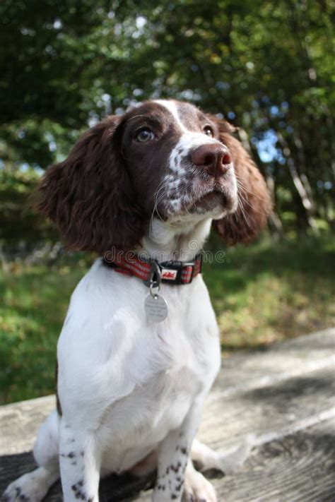 A Liver and White Working Type English Springer Spaniel Pet Gundog Stock Photo - Image of ...