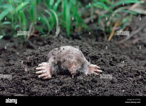 Eastern Mole (Scalopus aquaticus), North America Stock Photo - Alamy