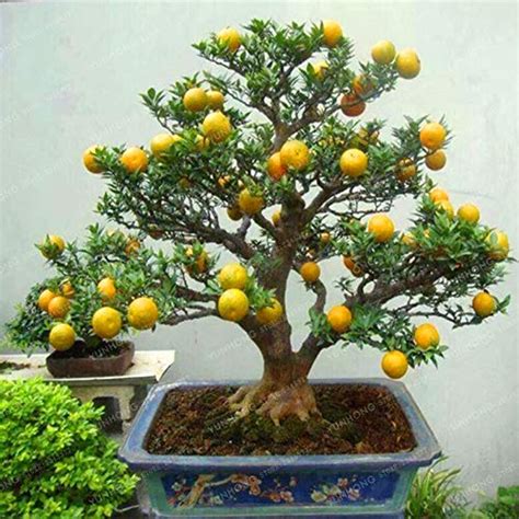 Mandarin Orange Bonsai | Bonsai fruit tree, How to grow bonsai, Bonsai orange tree