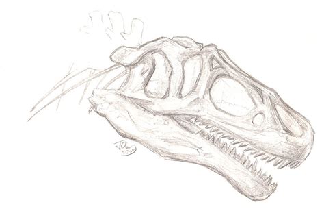 Allosaurus Skull Drawing by Jeffrey Oleniacz - Fine Art America