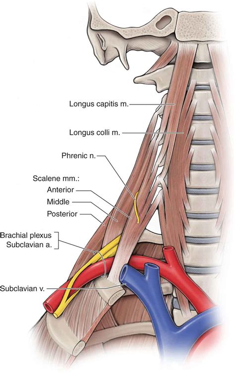 The Cervical Spine | Musculoskeletal Key