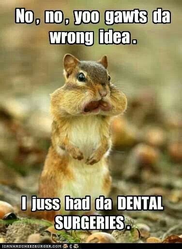 Pin by Melissa on dental | Animals, Cute animals, Funny animals