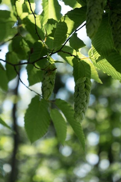 Premium Photo | Hop tree