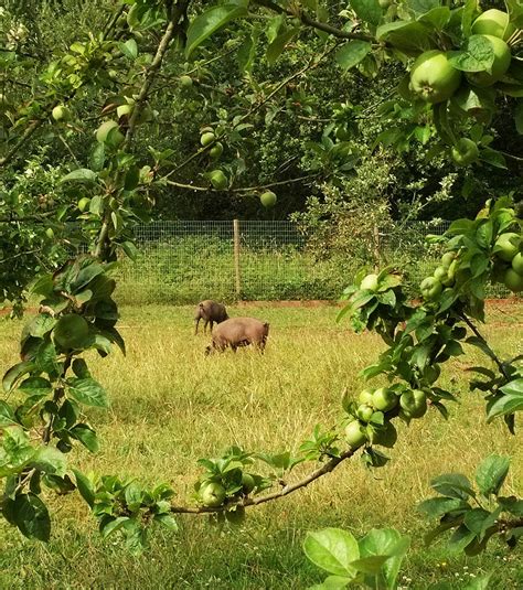 Pigs, Occombe Farm © Derek Harper :: Geograph Britain and Ireland