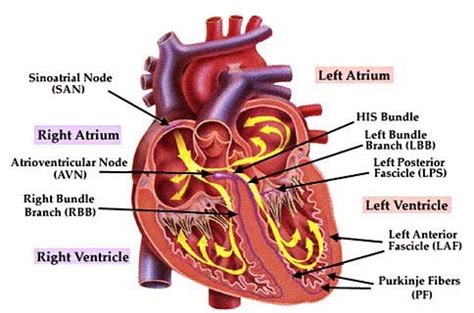 Cardiac conduction system diagram. | Download Scientific Diagram