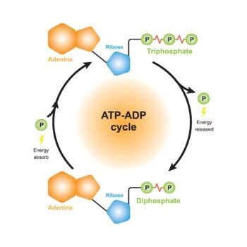 ATP - ADP Cycle Scheme. ATP Phosphorylation And ATP Hydrolysis. by ADM Science