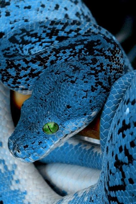 blue python | Snake, Reptile snakes, Beautiful snakes