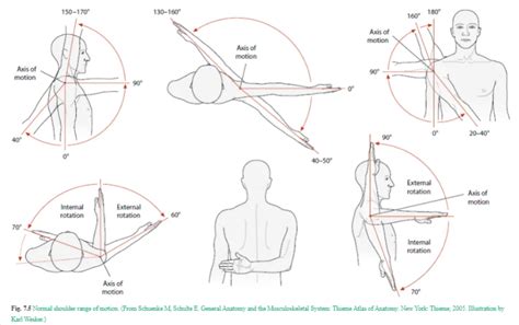 Understanding Normal Shoulder ROM – Bowen Therapy Federation of Australasia