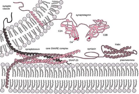 Pin em Lipids and membranes