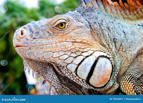 Mexican Spiny-tailed Iguana Stock Image - Image: 19553691