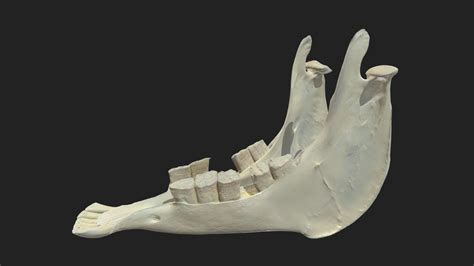 lower jaw (mandibula) donkey - 3D model by vetanatMunich [967205b] - Sketchfab