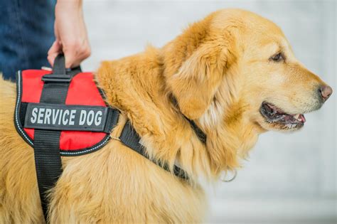 Service Animals in Restaurants & Hotels - Deeley Insurance Group