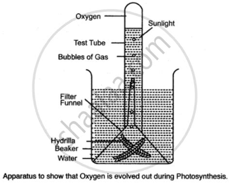 Draw a Neat and Well-labeled Diagram of the Apparatus You Would Set up ...