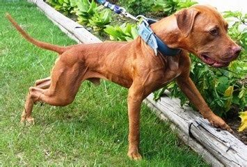 ONLINE PEDIGREES :: [424554] :: SOUTHERN KENNELS MACHOBUCK