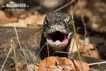 Komodo Dragon Komodo Island Monitor Photos, Komodo Dragon Komodo Island Monitor Images, Nature ...