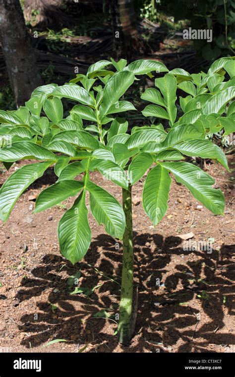 Elephant Foot Yam - astonishingceiyrs