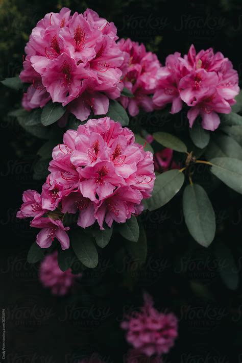 "Pink Rhododendron Flowers In The Garden" by Stocksy Contributor "Cindy Prins" - Stocksy