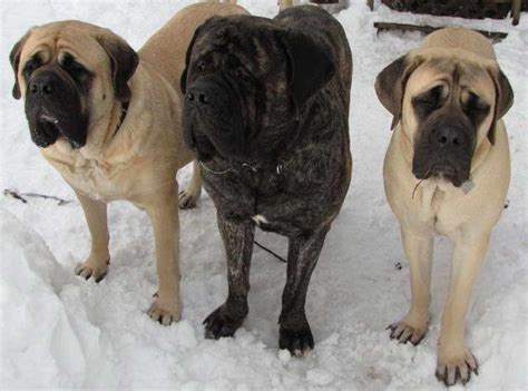 English Mastiff Rescue Nj