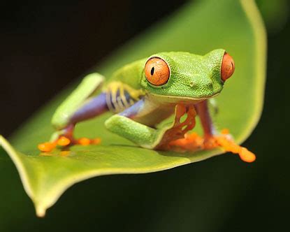 Costa Rica Rainforest Animals