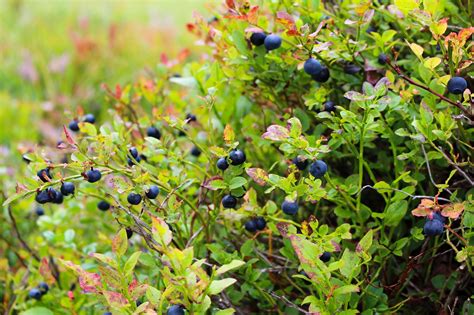 How To Grow Blueberries In Your Backyard - The Plant Guide