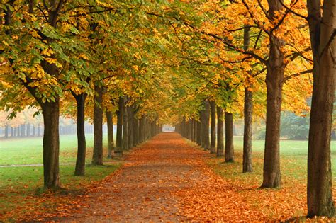File:Autumn in Dresden.jpg - Wikimedia Commons