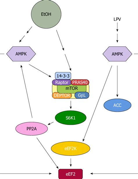 Proposed model for regulation of eukaryotic elongation factor 2 by EtOH ...