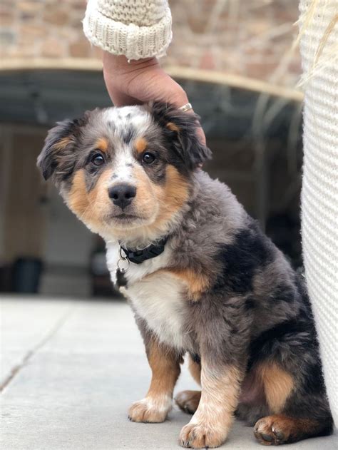 a small dog sitting next to a persons hand