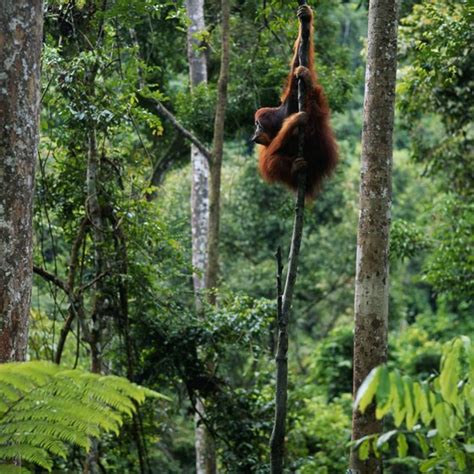 Malay Archipelago Islands | USA Today