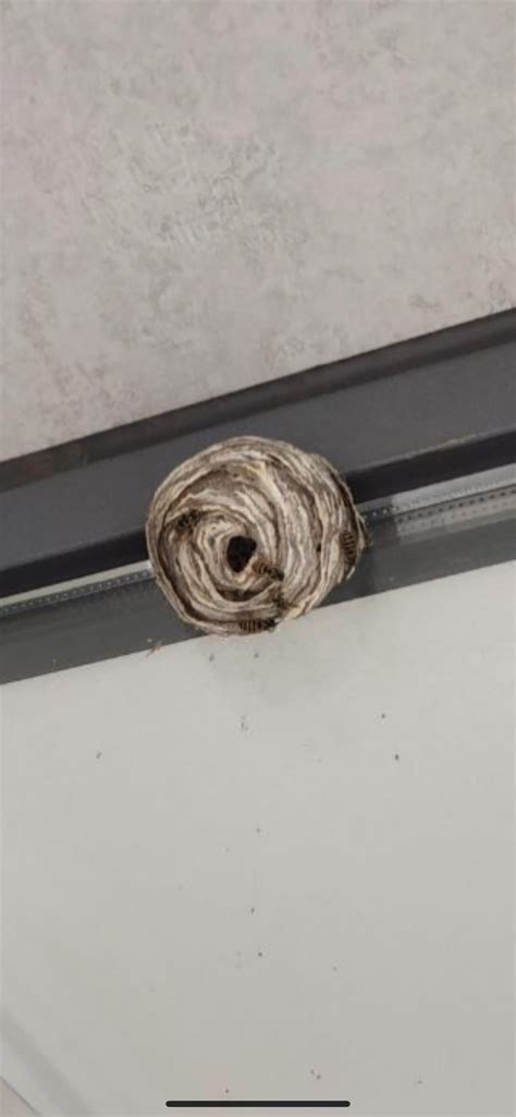 Is this a bee nest or a wasp nest? : r/Beekeeping