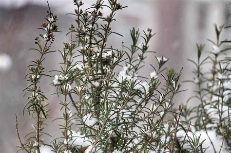 How to Protect Rosemary Plants in the Winter | Gardener’s Path