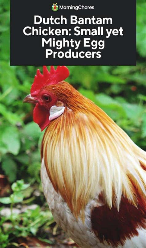 Dutch Bantam Chicken: Small yet Mighty Egg Producers | Bantam chickens, Bantam, Chickens ...