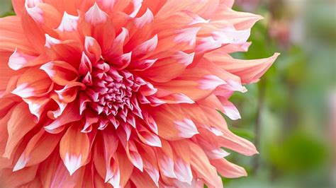 Close-up of Dahlia 'Holland Festival' flower, Sway, Lymington, Hampshire, England, UK | Windows ...