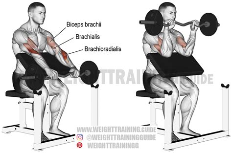 EZ bar reverse preacher curl. An isolation exercise. Target muscle: Brachioradialis. Synergists ...