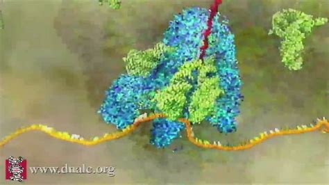 mRNA Translation (Advanced) - YouTube