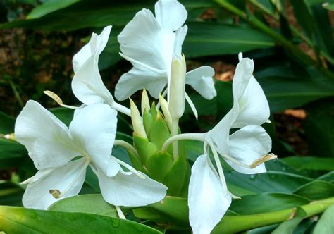 Ginger Flower Hawaii Meaning | Best Flower Site