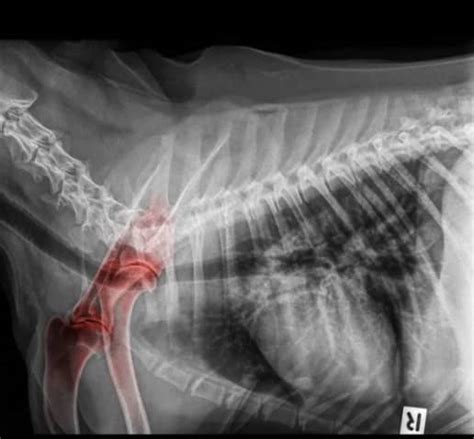 Shoulder Dislocation In Dogs: Causes And Treatment Options | Kingsdale ...