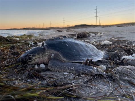 Beachgoers asked to look out for cold-stunned sea turtles | Coastal Review