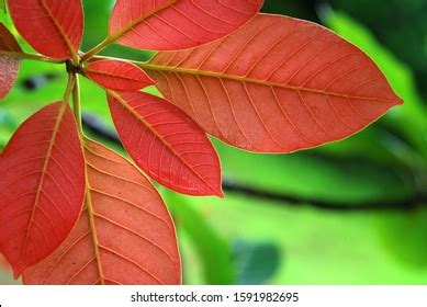 80 Mahua Foliage Images, Stock Photos, 3D objects, & Vectors | Shutterstock