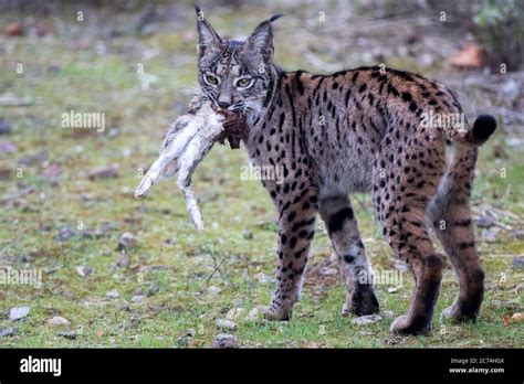 Iberian Lynx Hunting