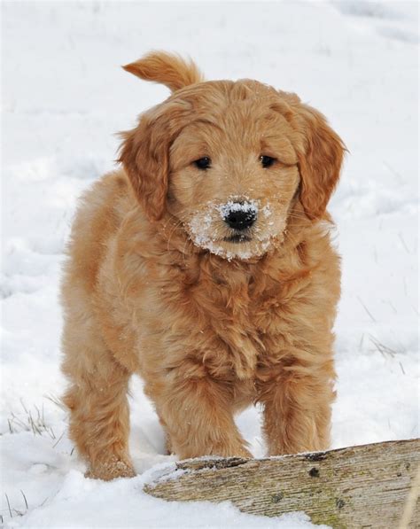 Goldendoodle puppies | Cute | Pinterest