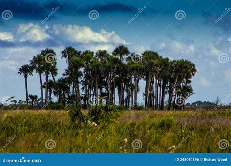 Kissimmee Prairie Preserve State Park, Florida Stock Photo - Image of ...