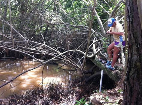 Tarpon Habitat Restoration - Tarpon Freshwater - BDoutdoors | Bloodydecks