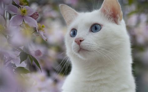 White cats wallpaper 8