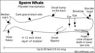 Whales Respiratory system﻿