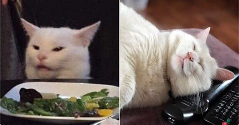 The Sad White Cat From The Viral Meme Is Actually A Canadian - Narcity