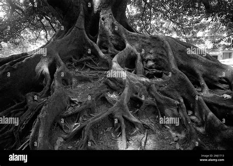 Ombu tree in downtown Buenos Aires, Argentina Stock Photo - Alamy