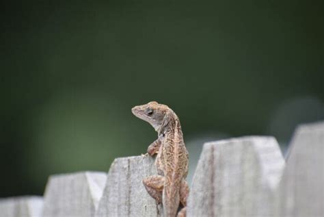 What Do Backyard Lizards Eat? (And How Do You Get Rid of Them?) - My Backyard Life