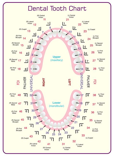 Printable Tooth Chart With Numbers And Letters