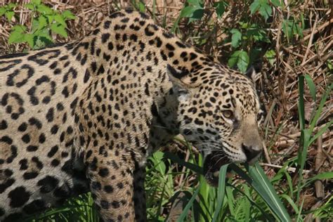 Do Jaguars Eat Crocodiles? [Here's What They Do]